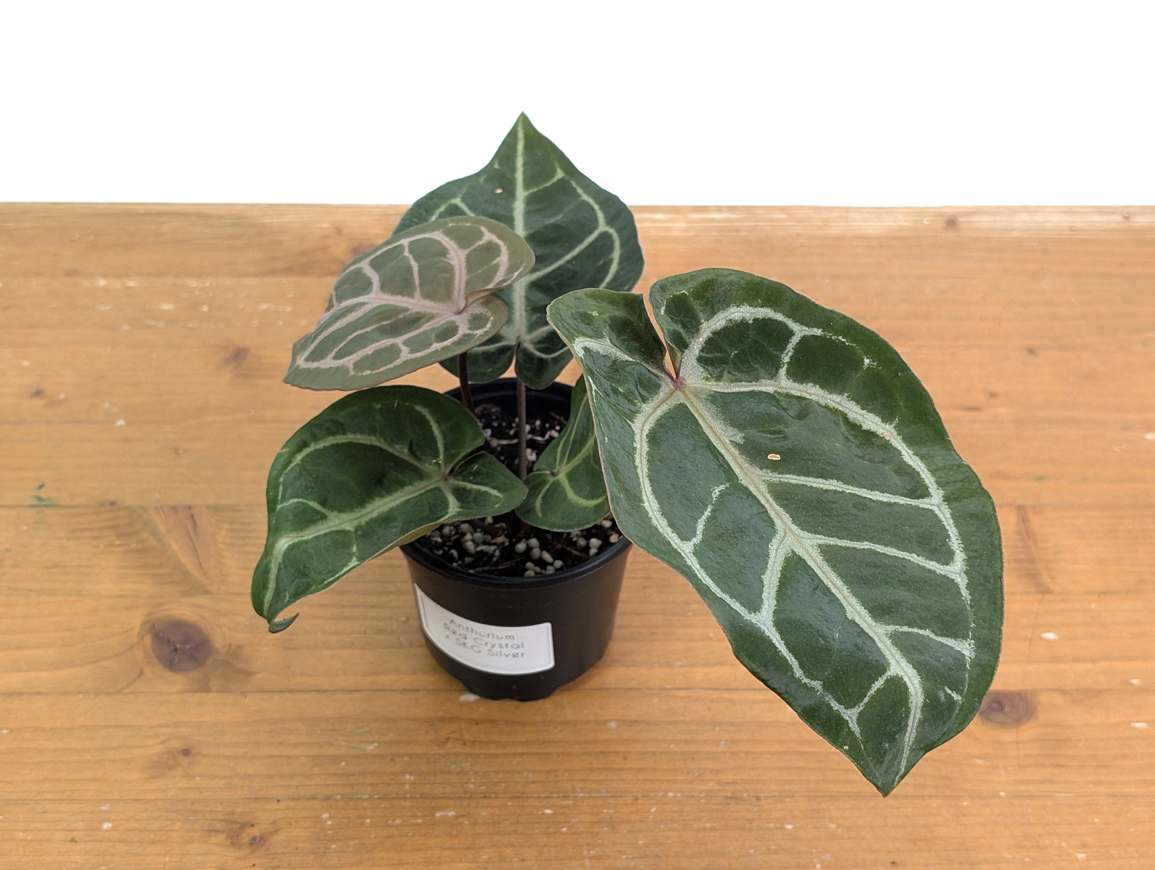 Anthurium Red Crystal x SKG Silver