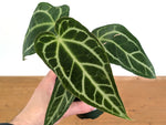 Anthurium Shuar Soul