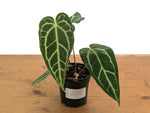Anthurium Shuar Soul