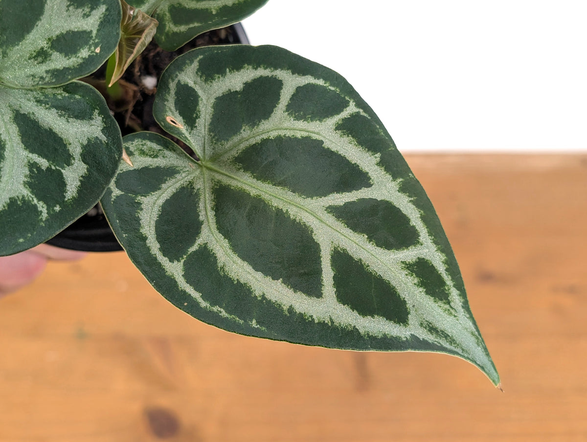 Anthurium Magnificent Silver (Forgetii x Magnificum)