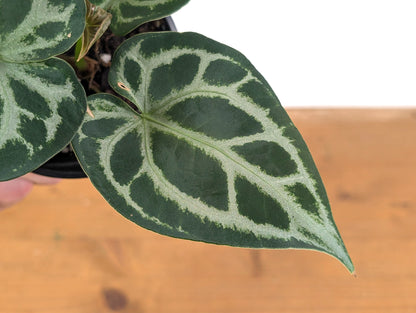 Anthurium Magnificent Silver (Forgetii x Magnificum)