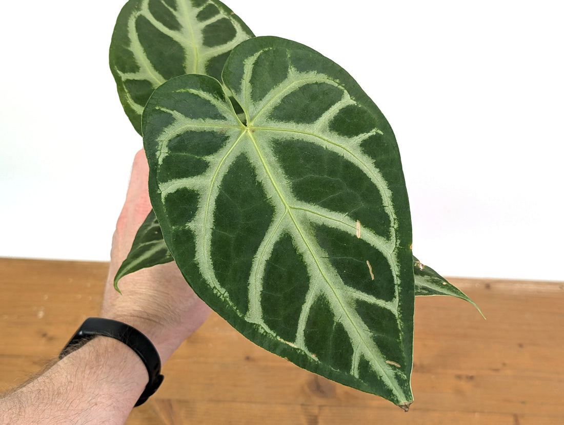 Anthurium Magnificum Silver