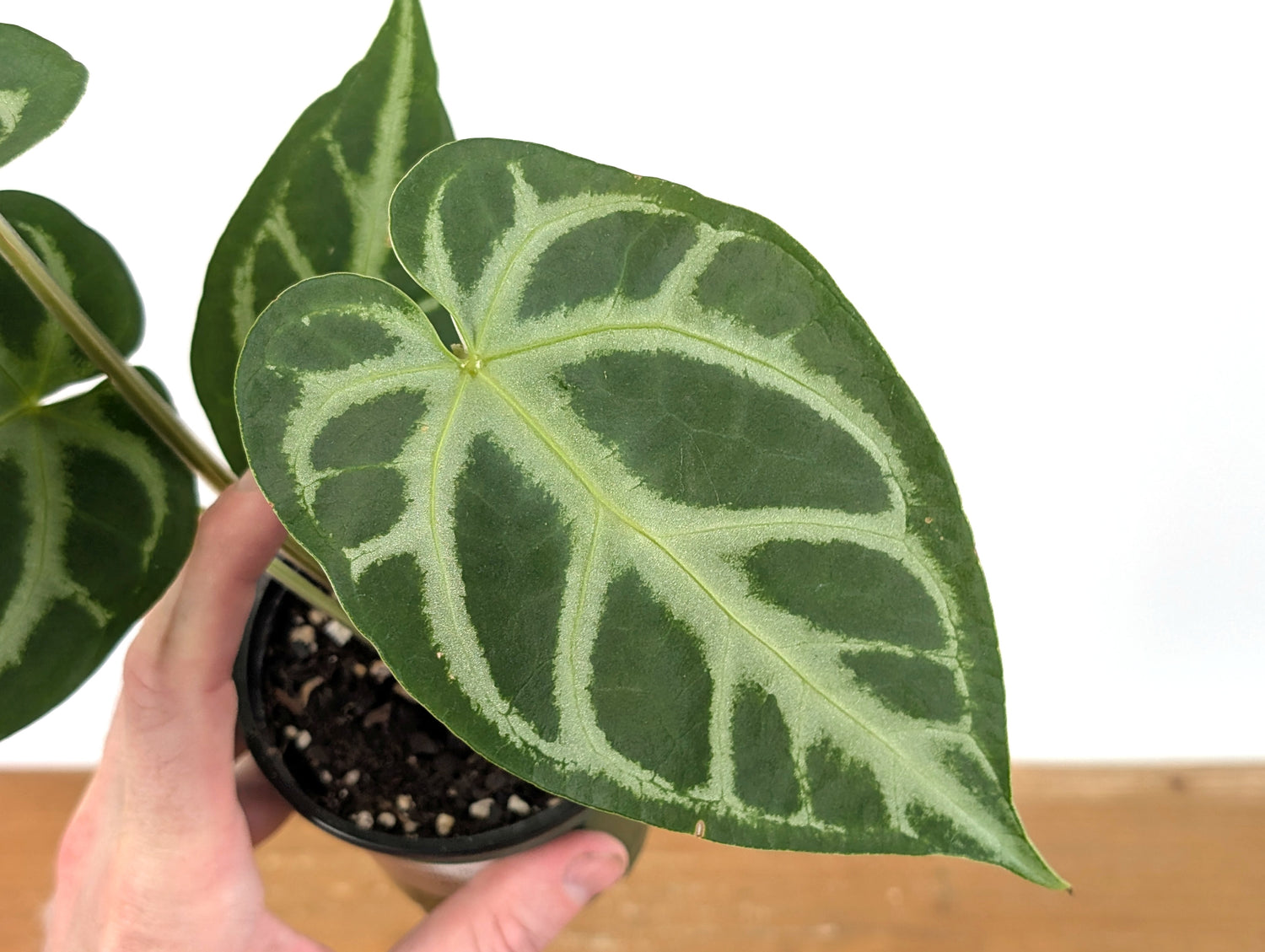 Anthurium Magnificum Silver