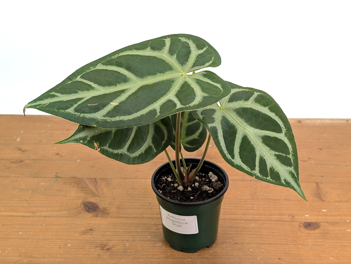 Anthurium Magnificum Silver