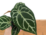 Anthurium Forgetii x Silver Blush