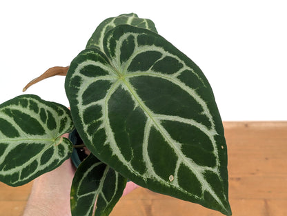 Anthurium Forgetii x Silver Blush