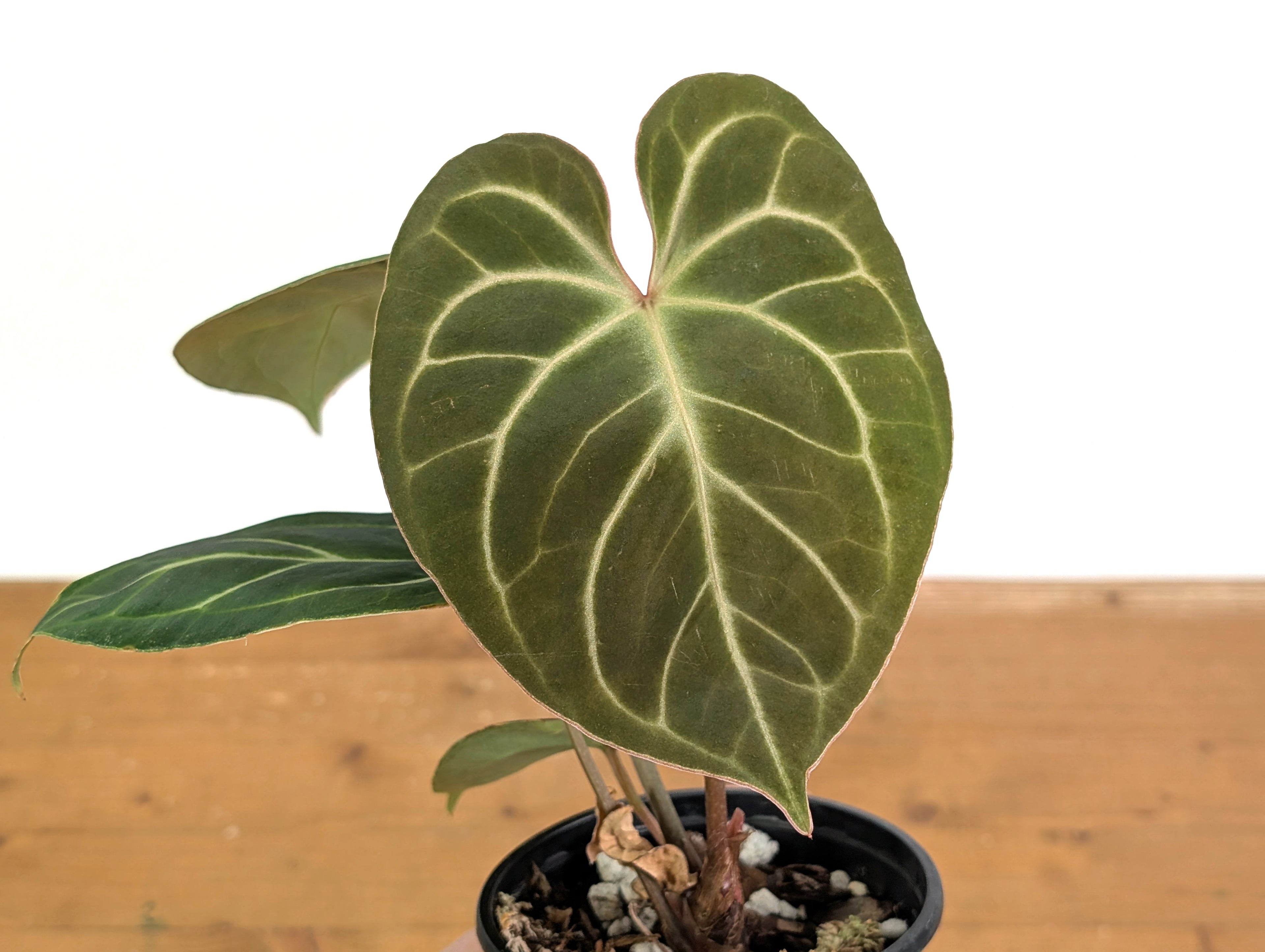 Anthurium Besseae x Silver Blush