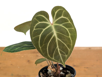 Anthurium Besseae x Silver Blush