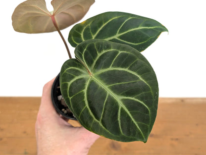 Anthurium Besseae x Silver Blush