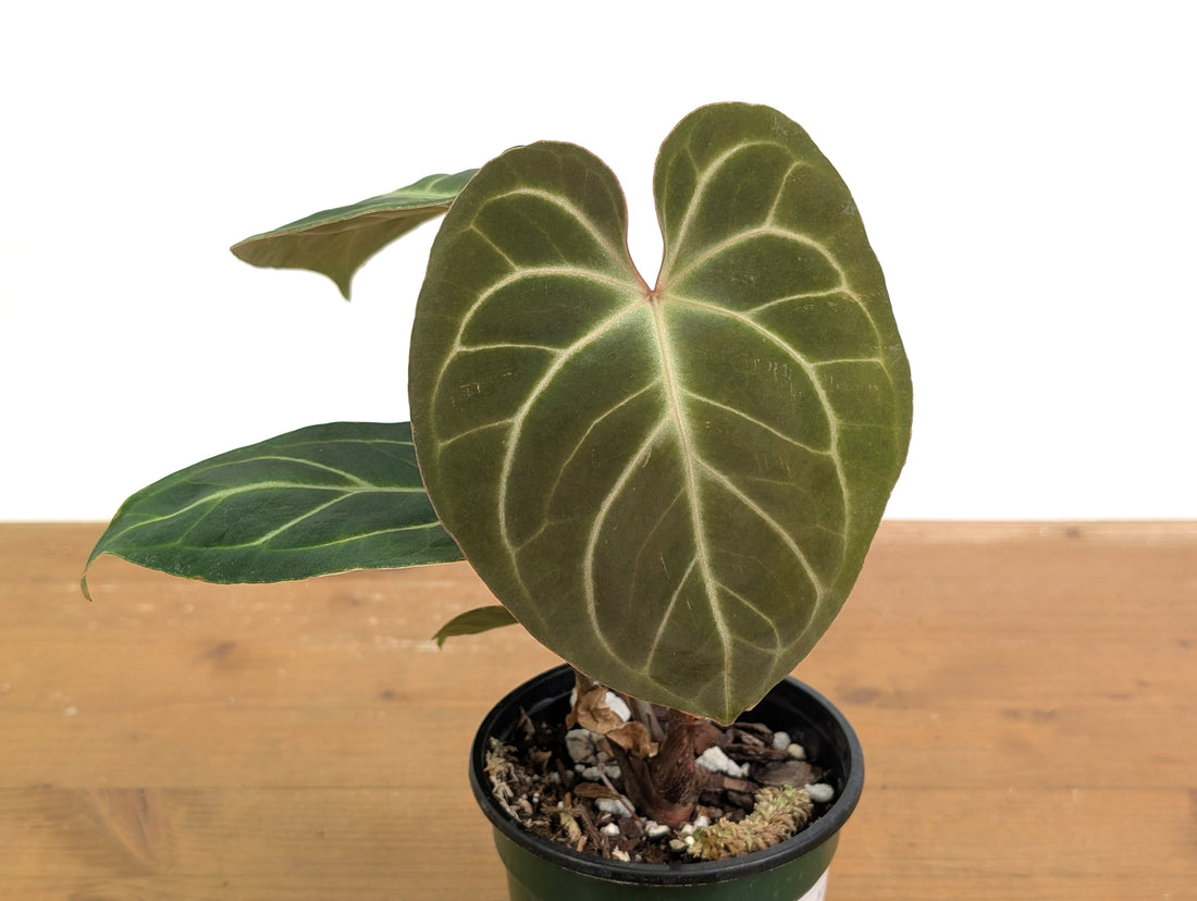 Anthurium Besseae x Silver Blush