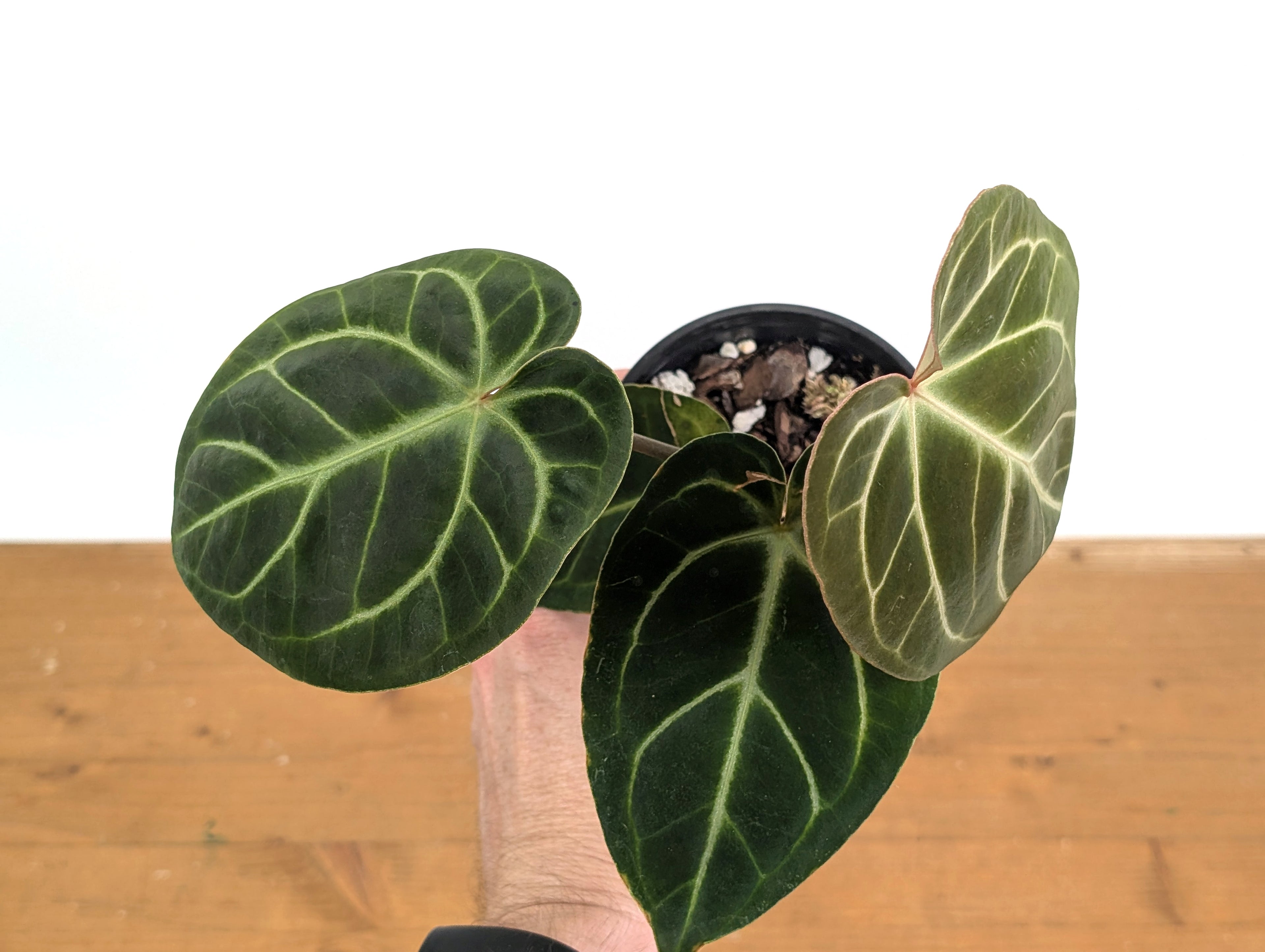 Anthurium Besseae x Silver Blush