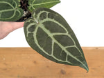 Anthurium Michelle x Black Velvet