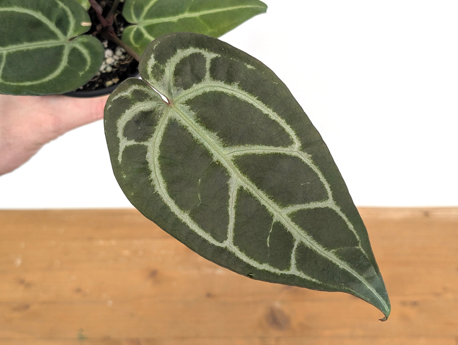 Anthurium Michelle x Black Velvet