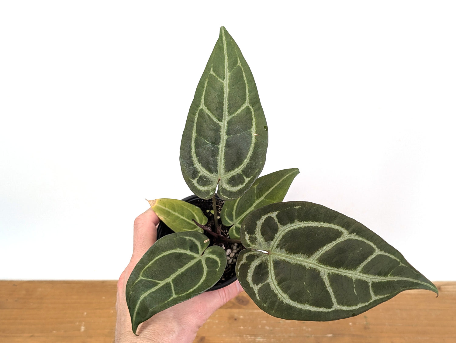 Anthurium Michelle x Black Velvet