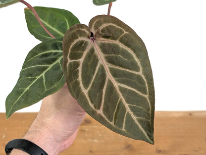 Anthurium Michelle x Black Velvet