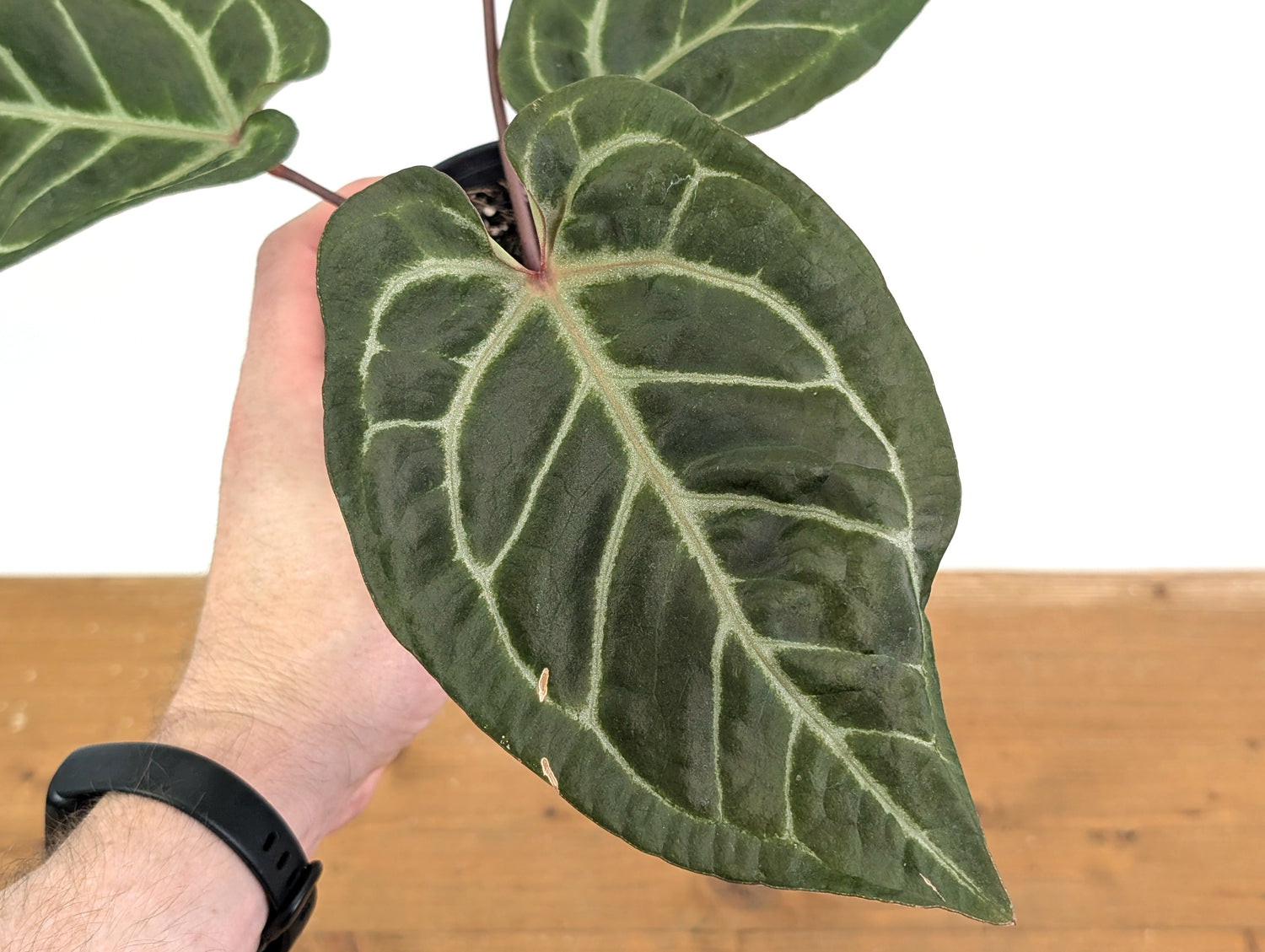 Anthurium Michelle x Black Velvet