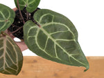 Anthurium Michelle x Black Velvet