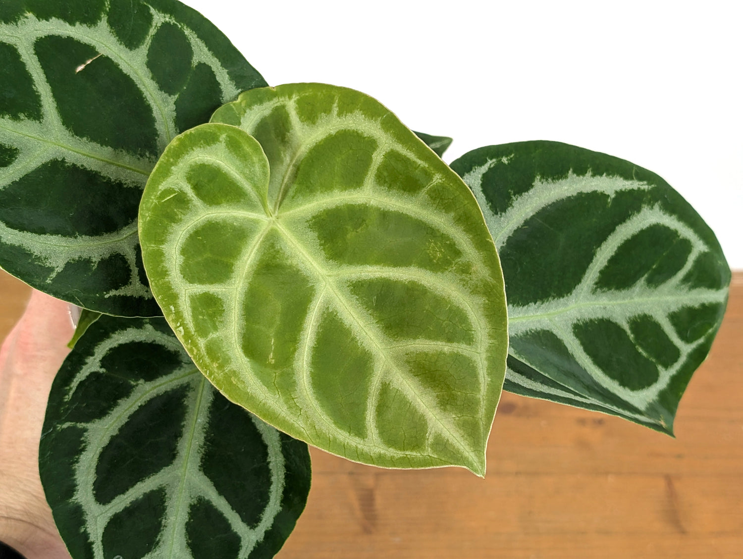 Anthurium Magnificent Silver x Silver Blush