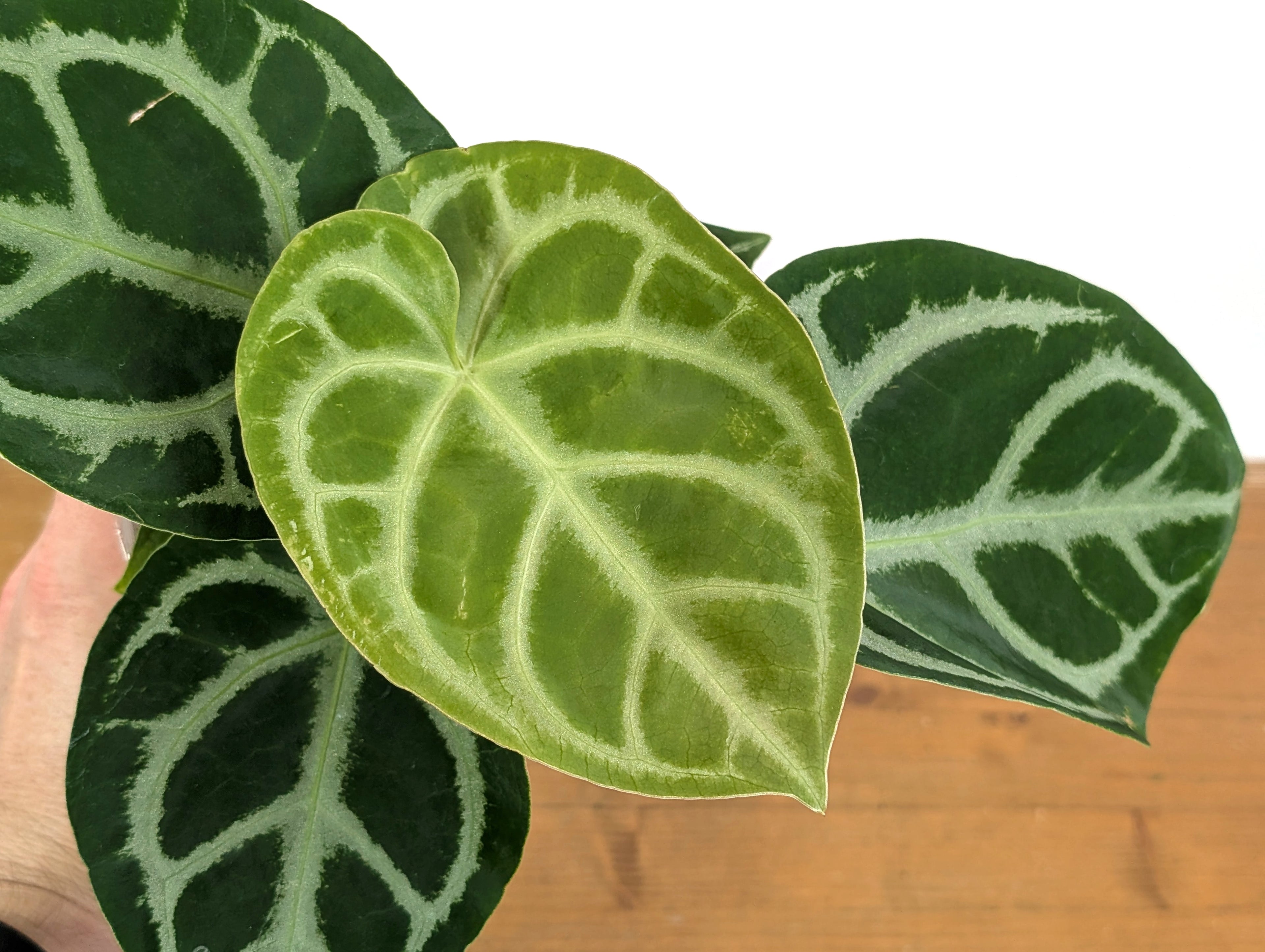 Anthurium Magnificent Silver x Silver Blush