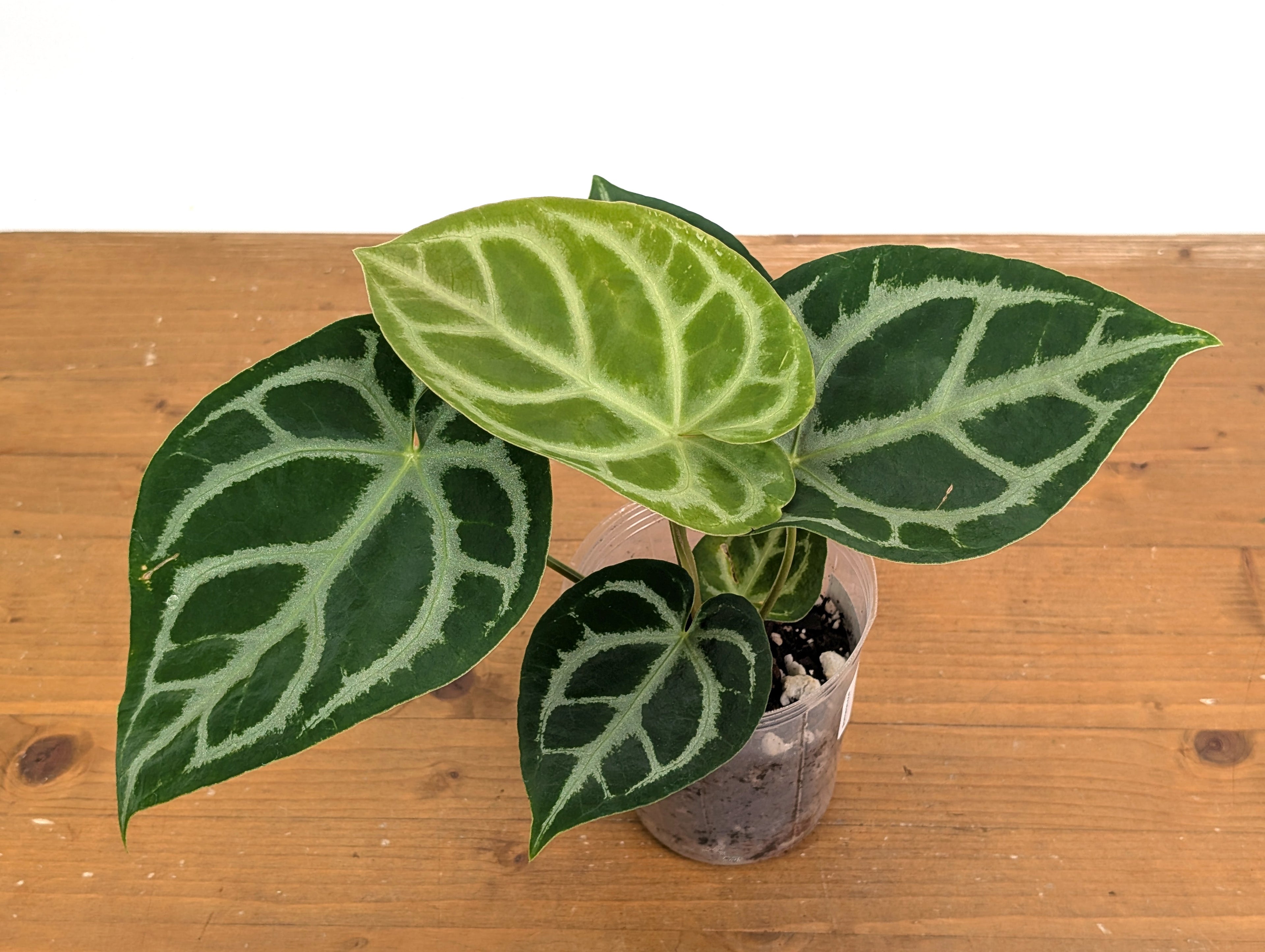 Anthurium Magnificent Silver x Silver Blush