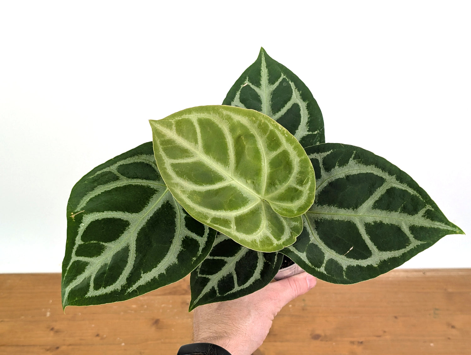 Anthurium Magnificent Silver x Silver Blush