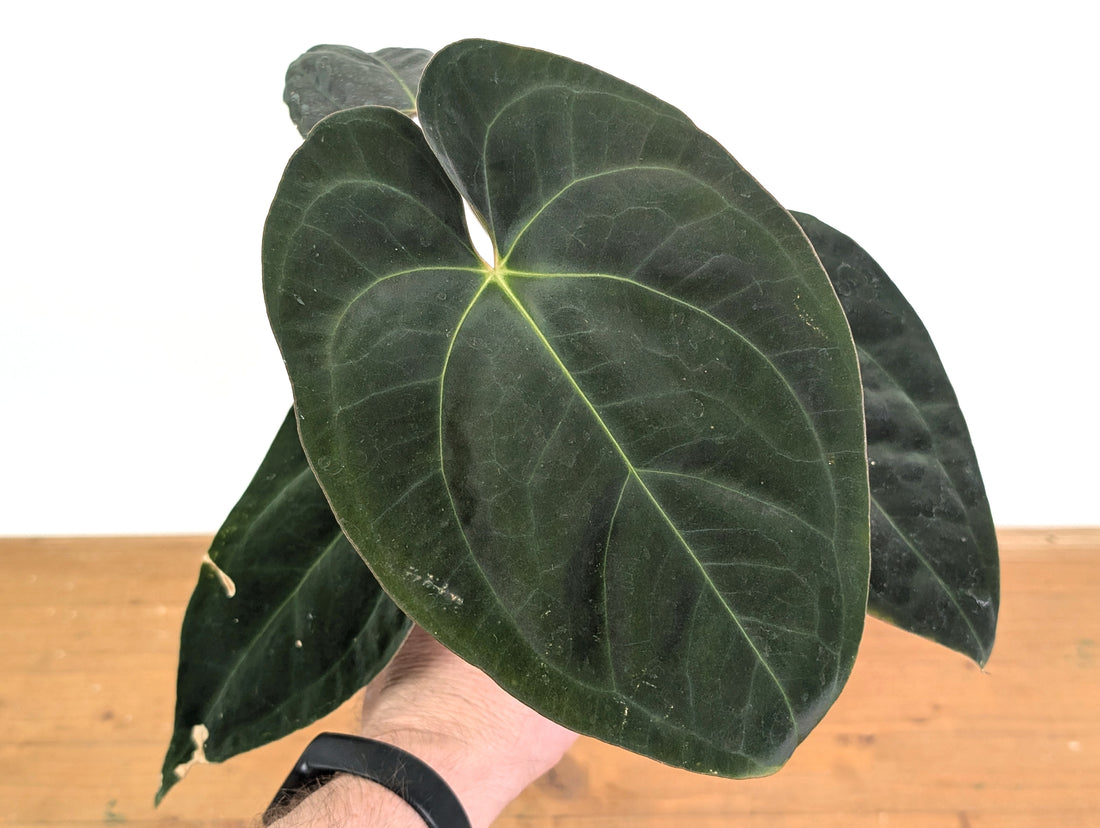 Anthurium Crystal Sky x Papillilaminum &