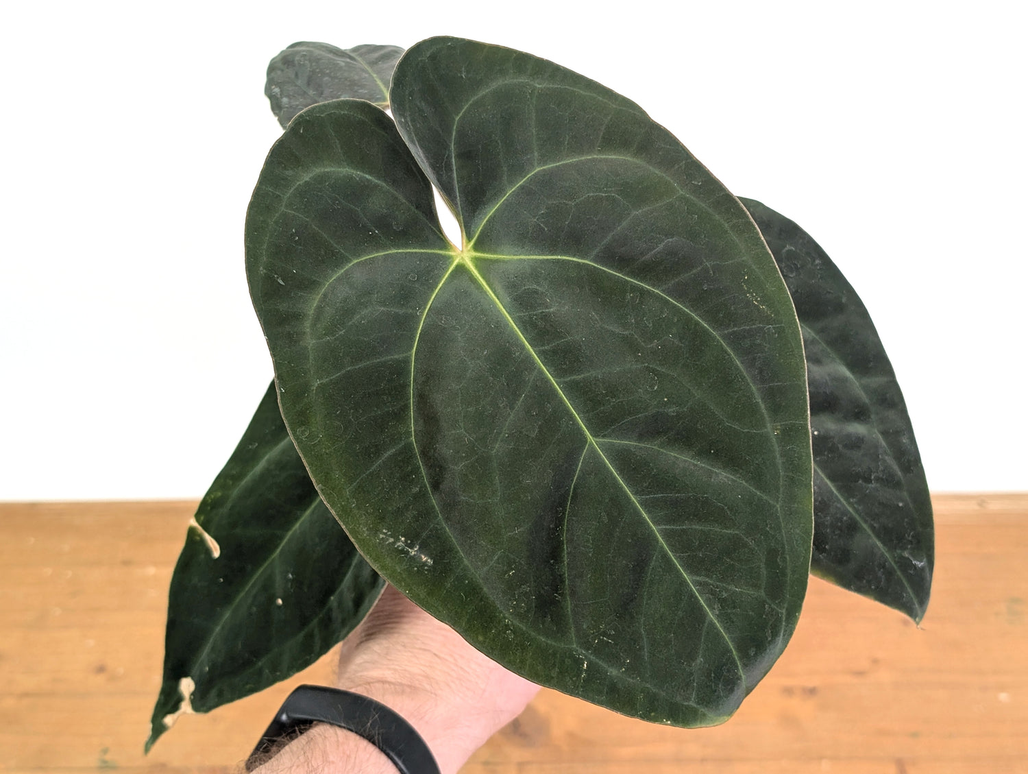 Anthurium Crystal Sky x Papillilaminum &