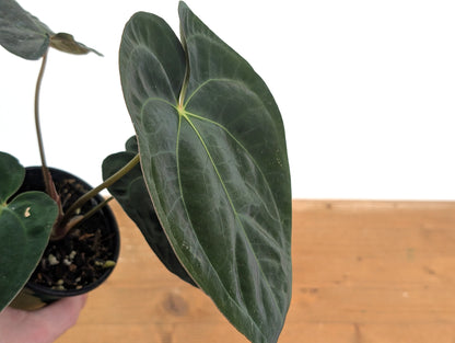 Anthurium Crystal Sky x Papillilaminum &