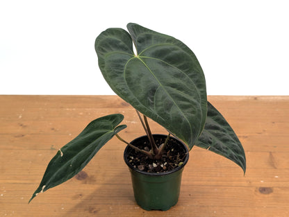 Anthurium Crystal Sky x Papillilaminum &