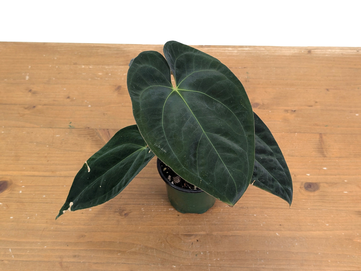 Anthurium Crystal Sky x Papillilaminum &