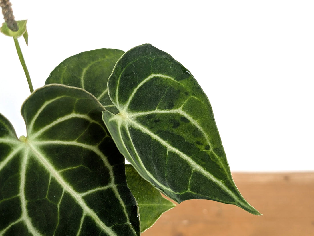 Anthurium Clarinervium Variegated Exact Plant 