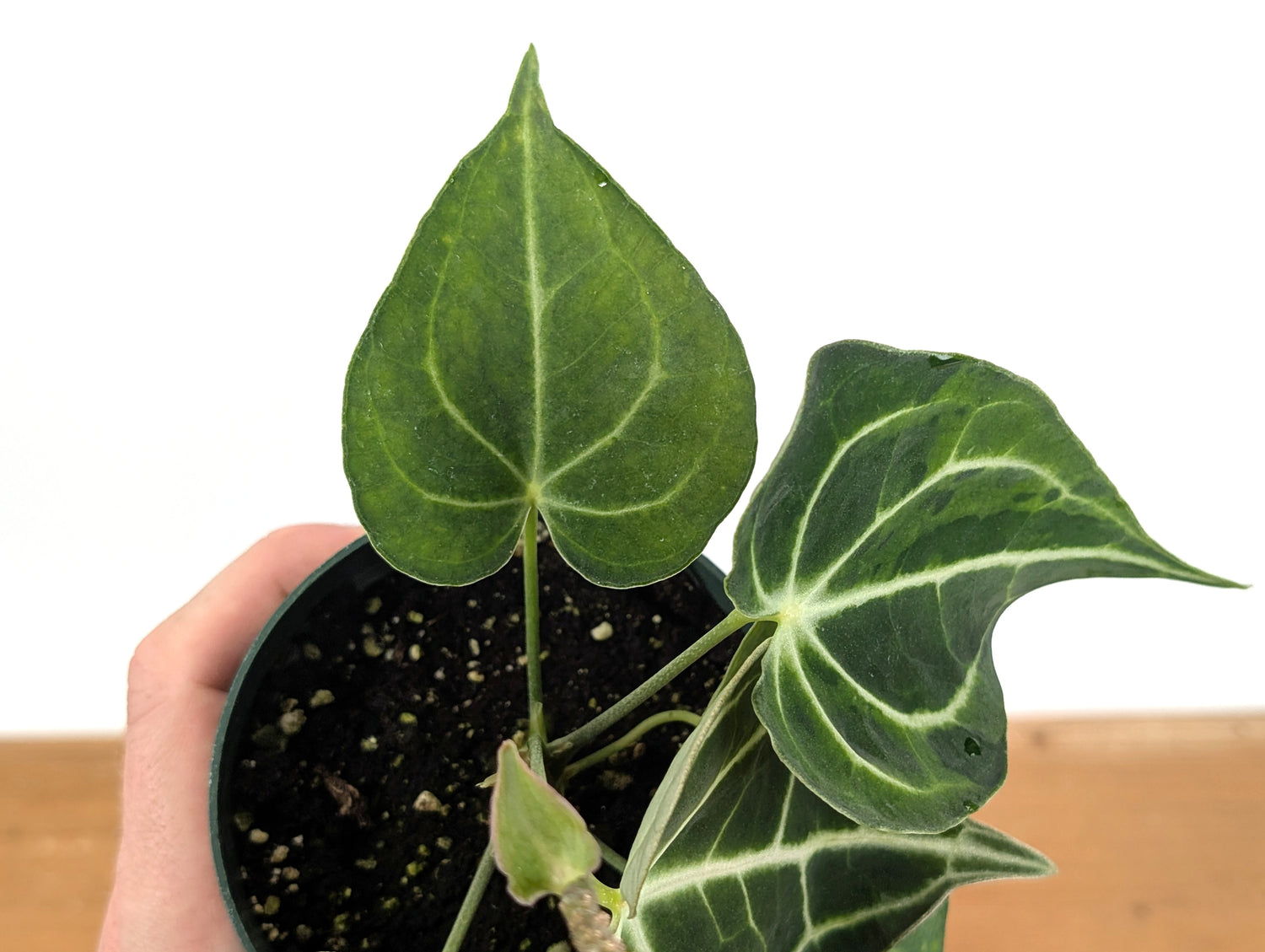 Anthurium Clarinervium Variegated Exact Plant 