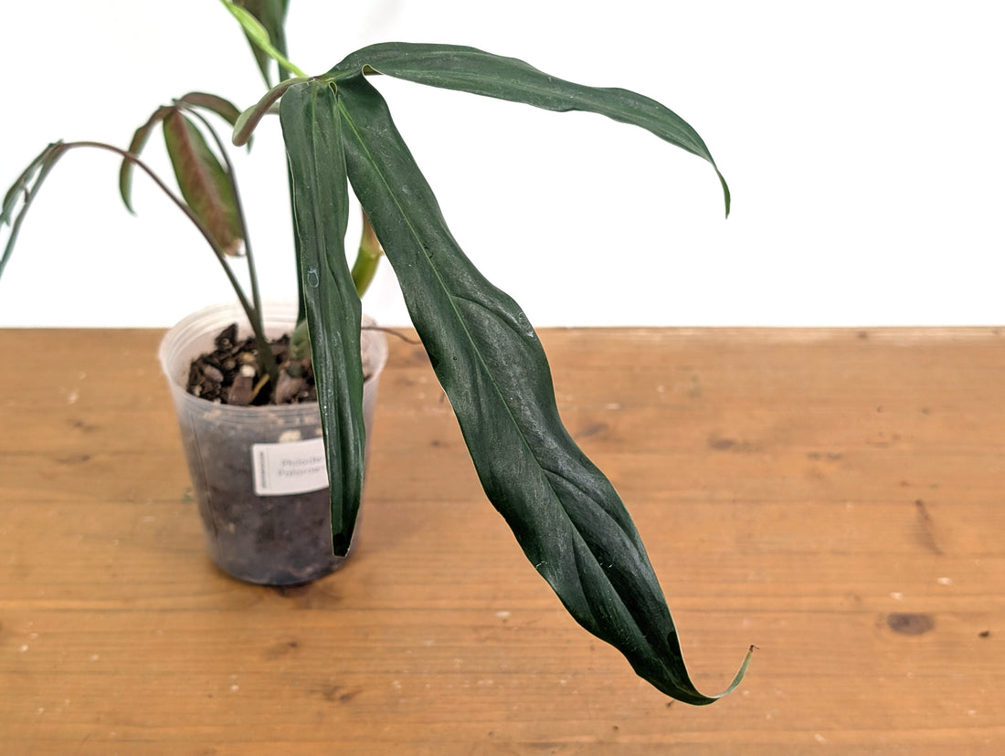 Philodendron Paloraense cf
