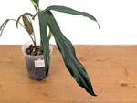 Philodendron Paloraense cf
