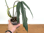 Philodendron Paloraense cf