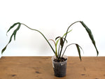 Philodendron Paloraense cf