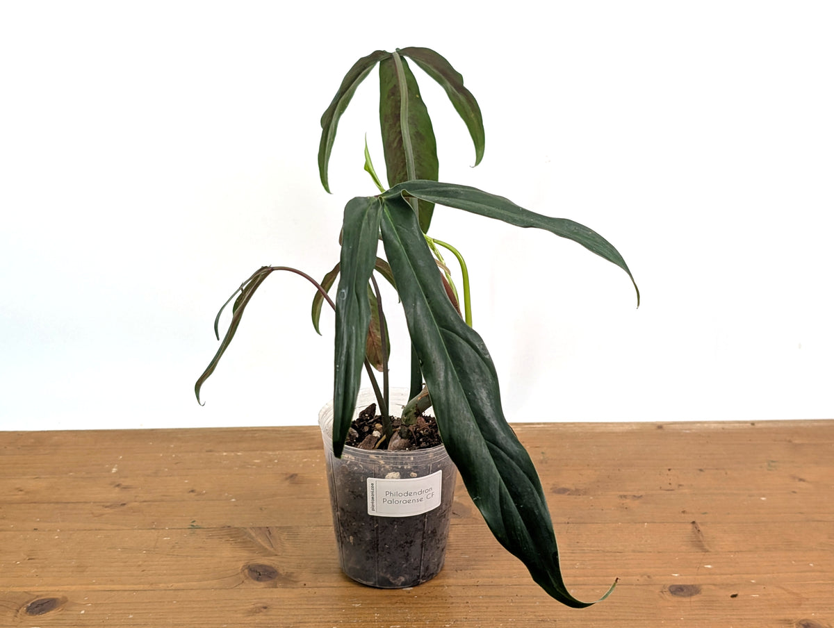 Philodendron Paloraense cf