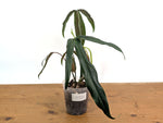 Philodendron Paloraense cf