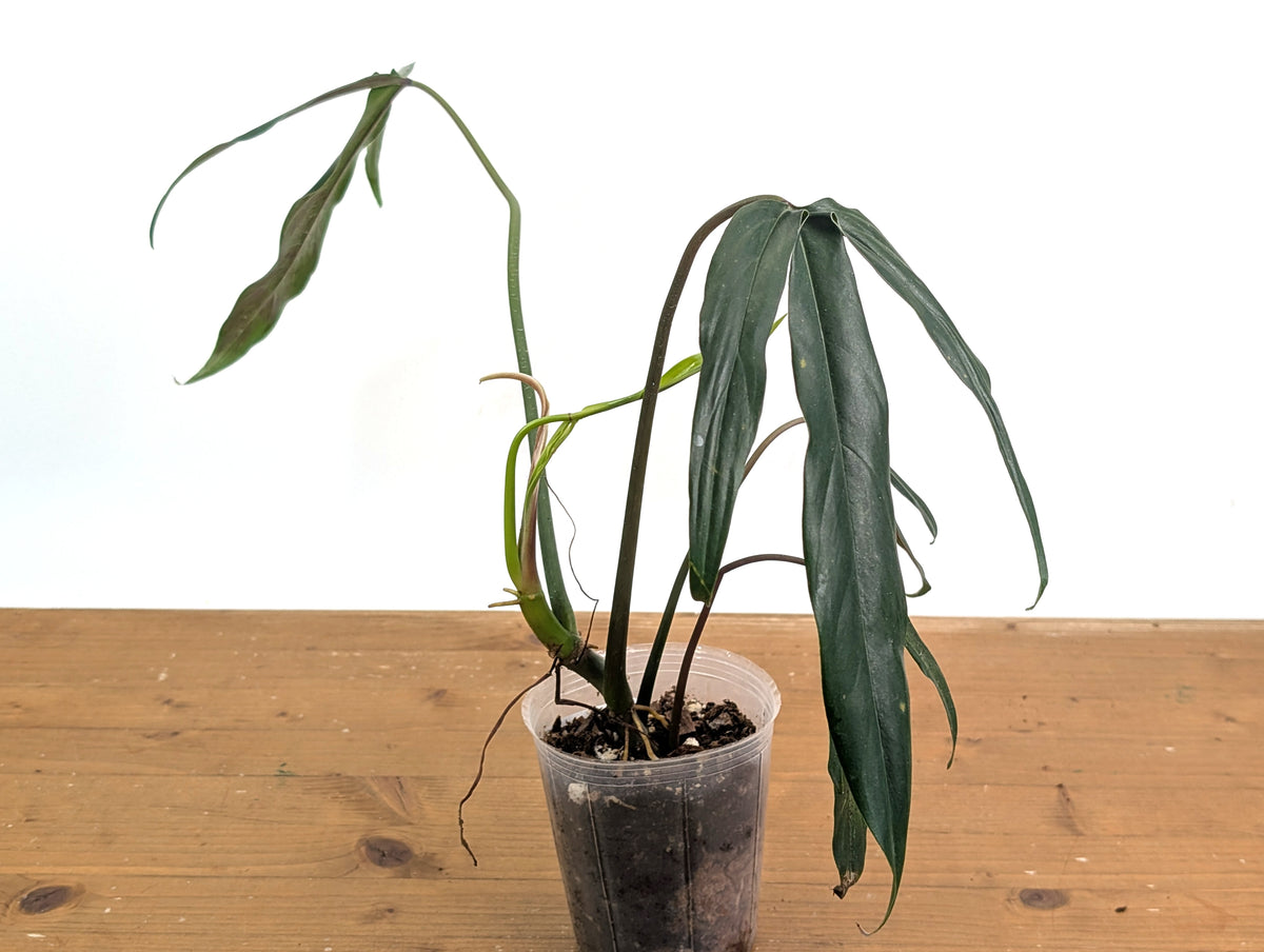 Philodendron Paloraense cf