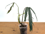 Philodendron Paloraense cf