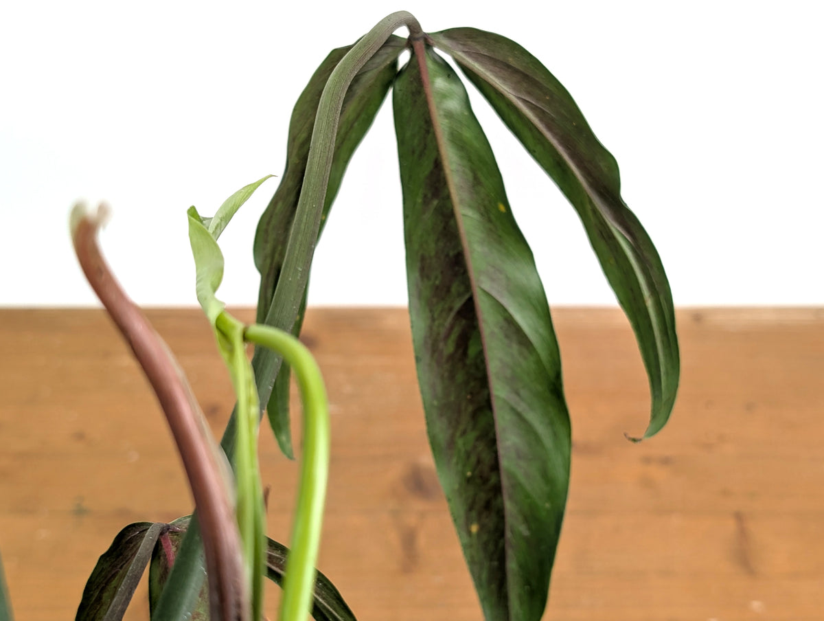 Philodendron Paloraense cf