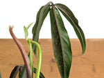 Philodendron Paloraense cf