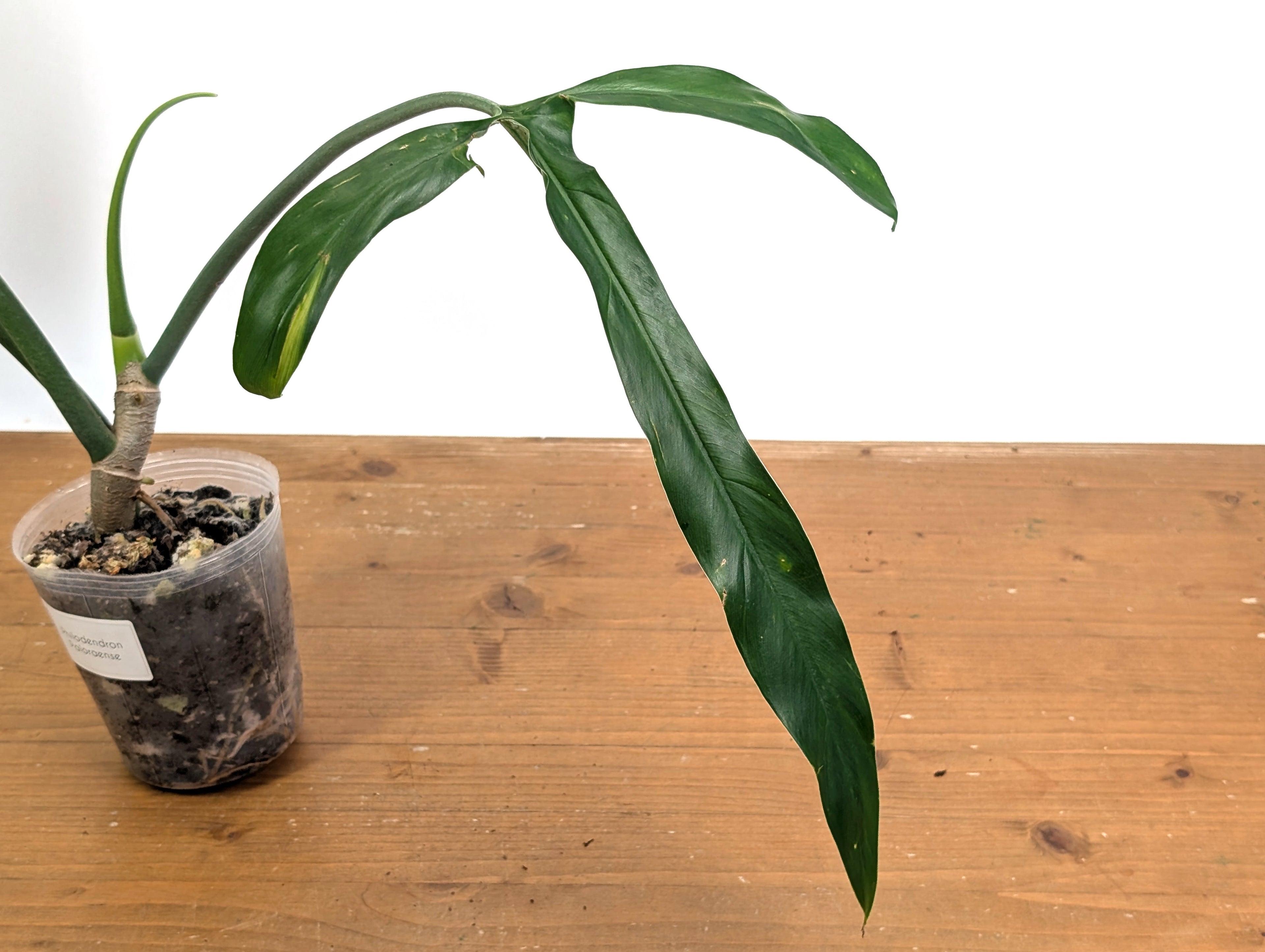 Philodendron Paloraense