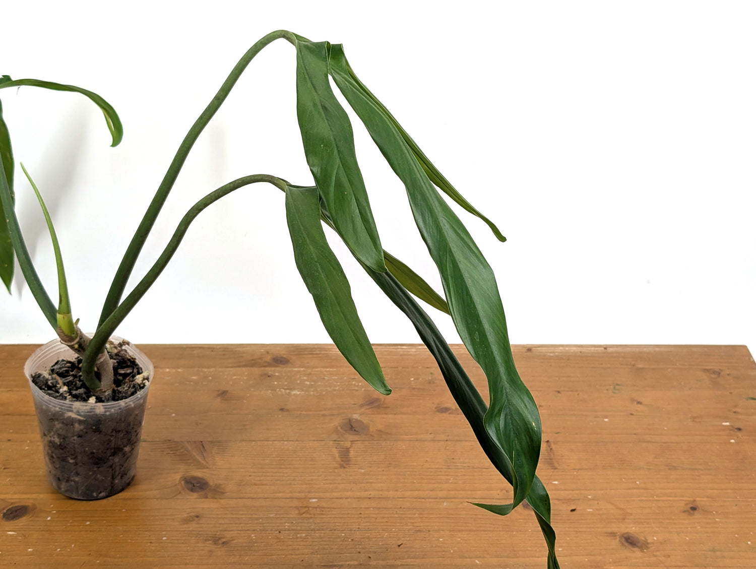 Philodendron Paloraense