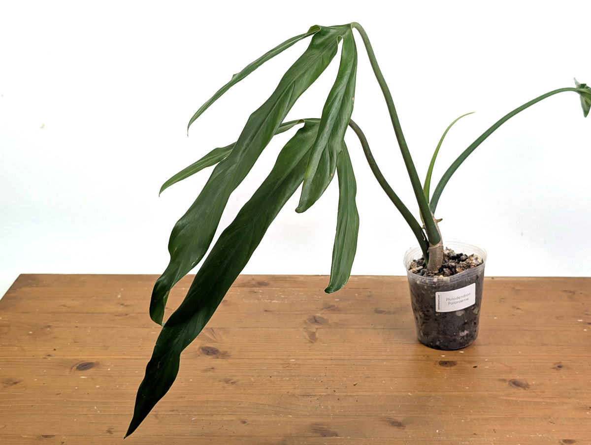 Philodendron Paloraense