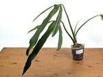 Philodendron Paloraense