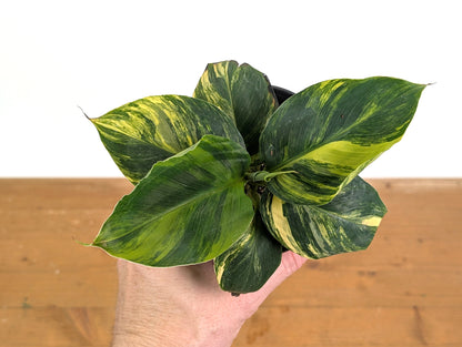 Musa Cavendish Dwarf Variegated Banana Tree