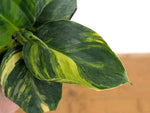 Musa Cavendish Dwarf Variegated Banana Tree
