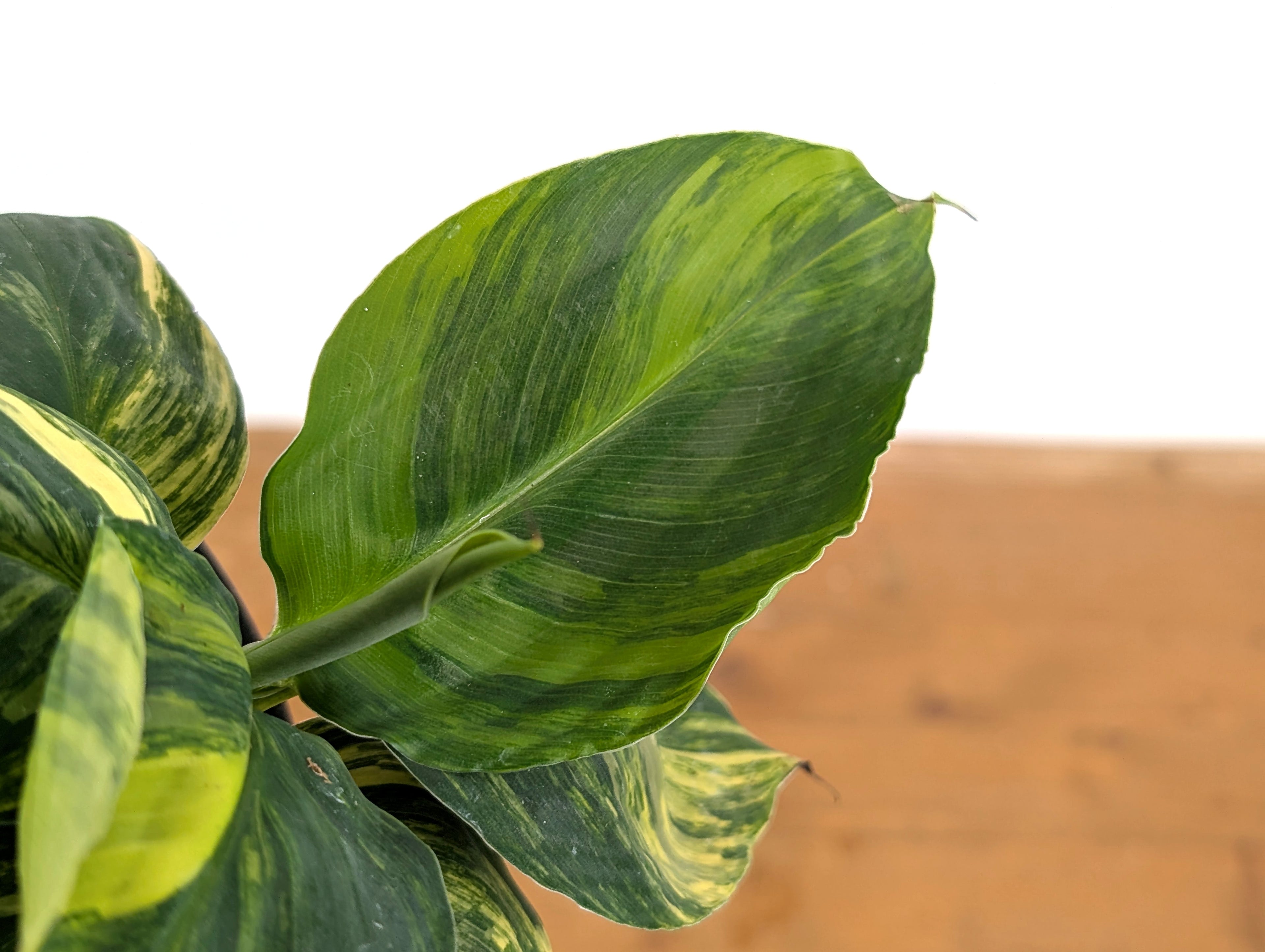Musa Cavendish Dwarf Variegated Banana Tree