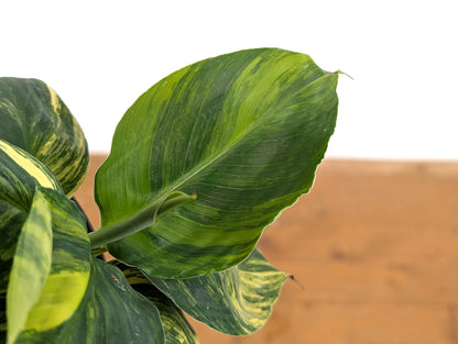 Musa Cavendish Dwarf Variegated Banana Tree
